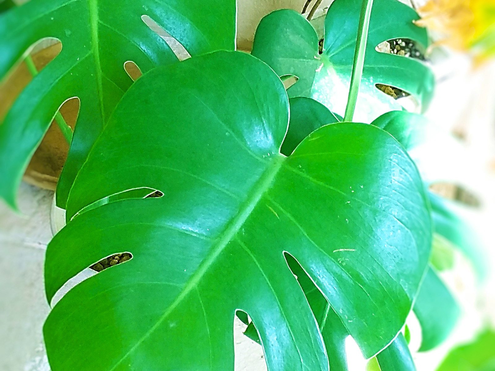 モンステラ / Monstera